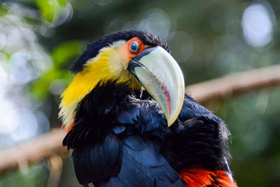 Close-up of a parrot