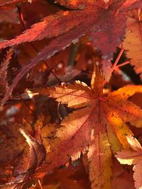 Full frame shot of maple leaves during autumn