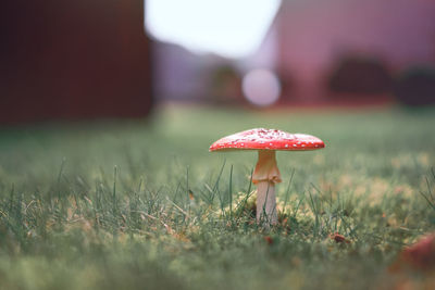 Close-up of mushroom growing on field