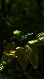 Close-up of leaves