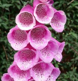 Close-up of pink flowers