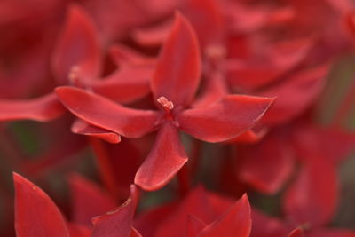 Close up of red spike flower.