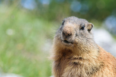 Wilde marmots in dolomites