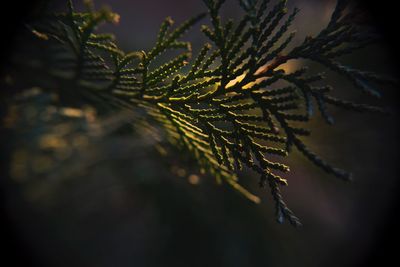 Close-up of leaves on tree during sunset