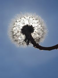 Low angle view of dandelion against sky