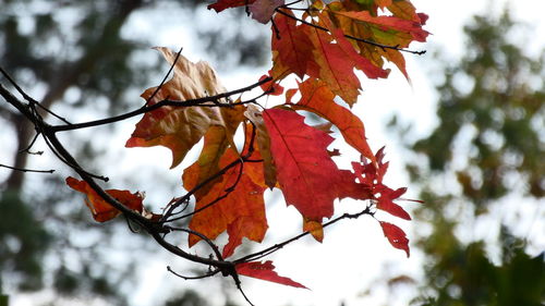 Low angle view of maple leaves against sky