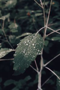 Close-up of raindrops on leaves