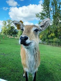 Portrait of deer standing on field