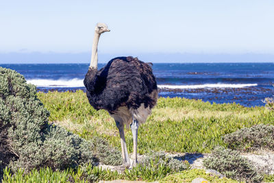 Ostrich on field with sea in background against clear sky