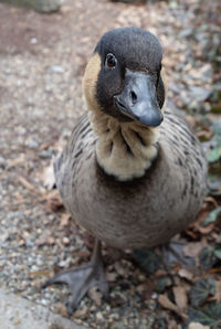 Close-up portrait of a bird