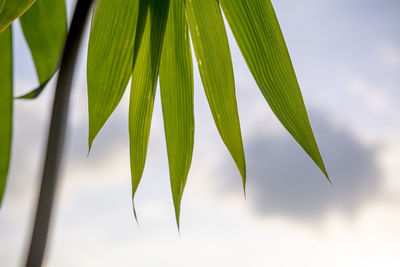 Close-up of fresh green leaves against sky