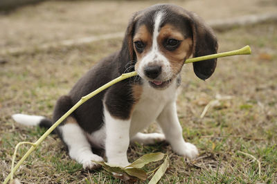 pet