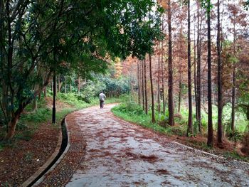 Road passing through forest