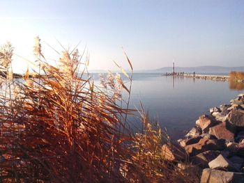 Dry plants by lake against clear sky