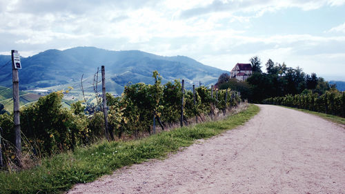 Road amidst plants and trees against sky