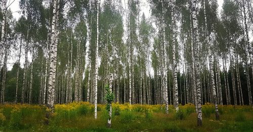 Panoramic view of trees in forest