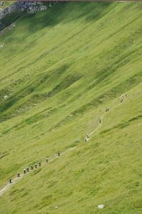 High angle view of sheep grazing on field