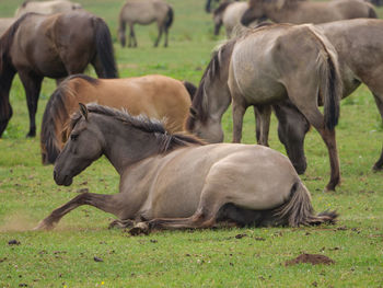 Horses grazing in a field