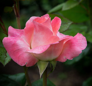 Close-up of pink flower blooming outdoors