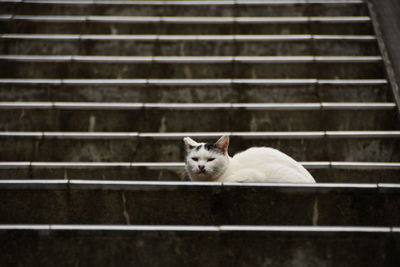 Portrait of a cat on metal fence