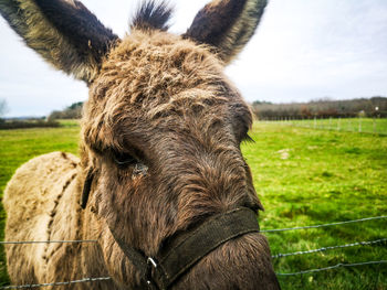 Close-up portrait of a donkey on field