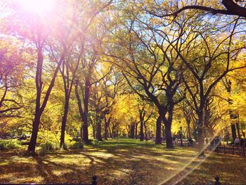 Sunlight streaming through trees in park during autumn