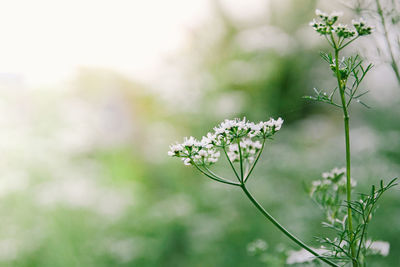 Close-up of white flowering plant