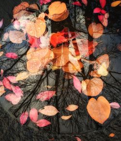 Close-up of autumn leaves