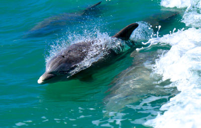 Jumping, splashing,  smiling dolphin