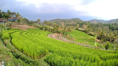 Scenic view of agricultural field against sky