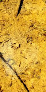 High angle view of yellow bird on sand