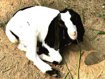 High angle view of dog on grass