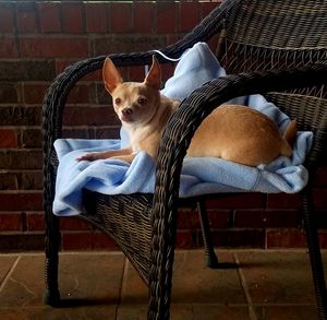 Cat looking away while sitting on chair