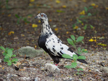 Close-up of bird on plant