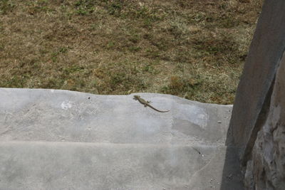 High angle view of lizard on ground