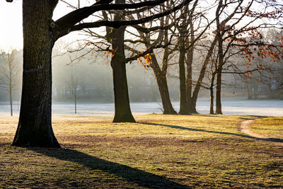 Scenic view of trees by lake