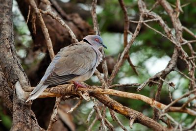 Close-up of bird perching on tree