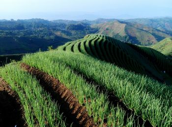 High angle view of terraced rice field against sky