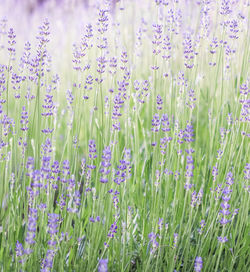 Close-up of purple flowering plants on field