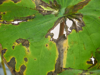 Close-up of green leaves on plant