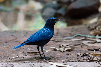 Close-up of a bird perching on a field