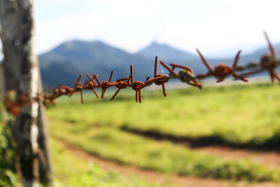 Close-up of barbed wire fence on field