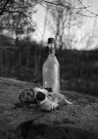 Animal skull and bottle on retaining wall