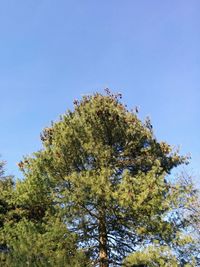 Low angle view of trees against blue sky