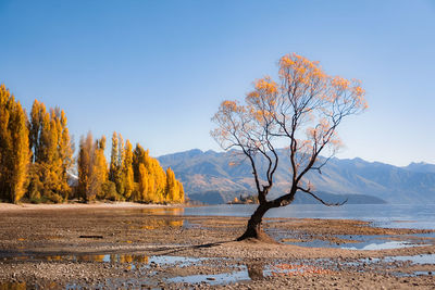 tree