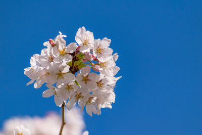 Low angle view of apple blossoms in spring against clear sky