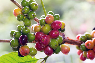 Close-up of cherries growing on tree