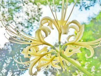 Close-up of yellow flower tree against sky