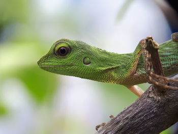 Close-up of lizard on tree