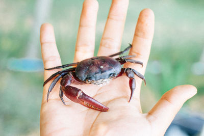 Close-up of human hand holding small